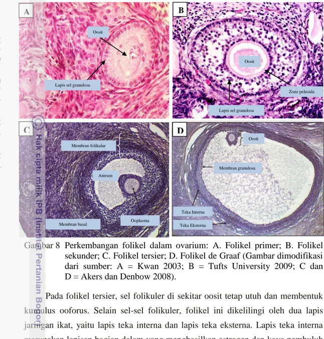 Gambar 8  Perkembangan  folikel  dalam  ovarium:  A.  Folikel  primer;  B.  Folikel  sekunder; C