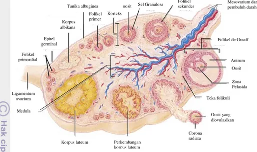 Gambar 9   Skema perkembangan folikel dalam ovarium (Modifikasi dari sumber; 