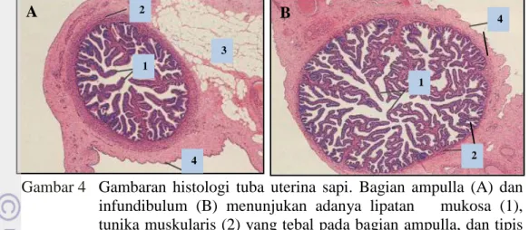Gambar 4  Gambaran  histologi  tuba  uterina  sapi.  Bagian  ampulla  (A)  dan  infundibulum  (B)  menunjukan  adanya  lipatan      mukosa  (1),  tunika muskularis (2) yang tebal pada bagian ampulla, dan tipis  pada  bagian  infundibulum,  serta  keberadaa