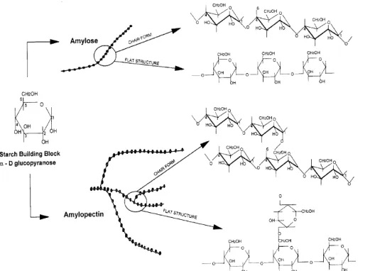 Gambar 1.struktur kimia kanji (a) amilosa dan (b) amilopektin [5] 