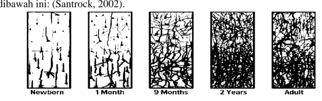 Gambar 2.2 Pertumbuhan Sinapsis (Santrock, 2002) 