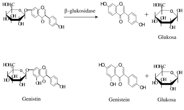 Gambar 4. Reaksi Hidrolisis Glukosida Isoflavon menjadi Aglukan Isoflavon 