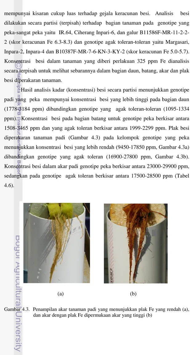 Gambar 4.3.  Penampilan akar tanaman padi yang menunjukkan plak Fe yang rendah (a),  dan akar dengan plak Fe dipermukaan akar yang tinggi (b) 