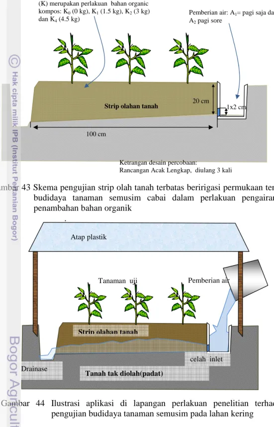 Gambar 43 Skema pengujian strip olah tanah terbatas beririgasi permukaan terhadap  budidaya  tanaman  semusim  cabai  dalam  perlakuan  pengairan  dan  penambahan bahan organik 