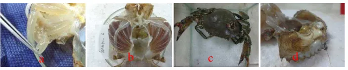 Gambar 1. Gejala klinis kepiting bakau (Scylla serrata) yang terserang parasit Keterangan:  