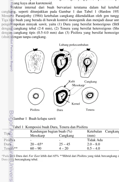 Gambar 1  Buah kelapa sawit  