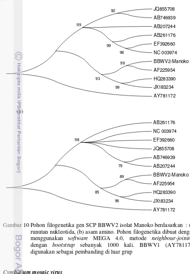 Gambar 10 Pohon filogenetika gen SCP BBWV2 isolat Manoko berdasarkan  : (a) 