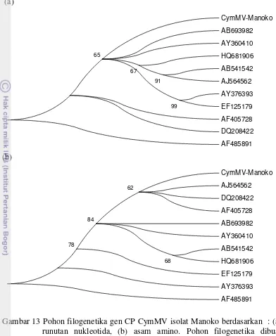 Gambar 13 Pohon filogenetika gen CP CymMV isolat Manoko berdasarkan  : (a) 