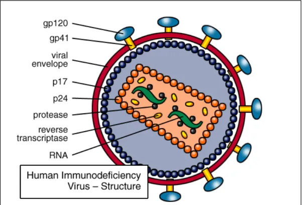 Gambar 1. Struktur Human Immunodeficiency Virus 2.2.4  Patogenesis  