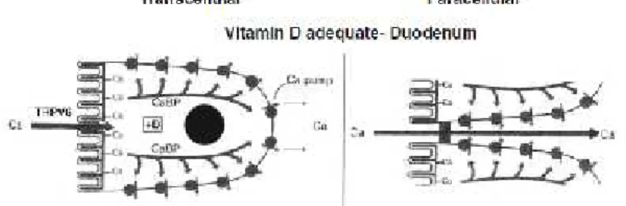 Gambar Penyerapan kalsium dengan vitamin D3