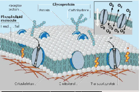 Gambar 1. Struktur membran sel dan komponen- komponen-komponen penyusunnya. 