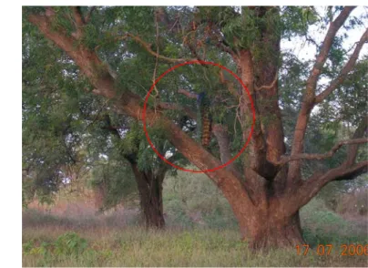 Gambar 26.Merak berteduh di pohon mimba (Azadirachta indica) 