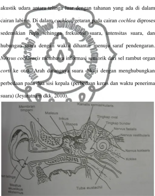 Gambar 1. Diagram Telinga 