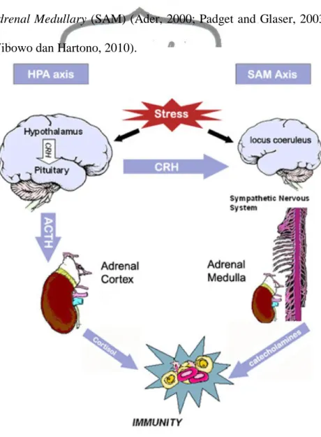 Gambar 3. Komponen utama dari hipotalamus hipofisis adrenal  (HPA) dan sympathetic adrenal meduler (SAM) sumbu