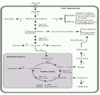 Gambar 2.5. Ringkasan Metabolisme Glukosa Pada Sel Mamalia. Glukosa 6- 