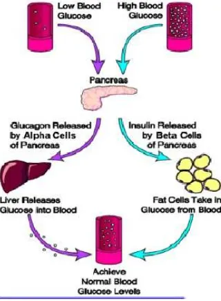 Gambar 2.6. Mekanisme Kerja Glukagon dan Insulin  