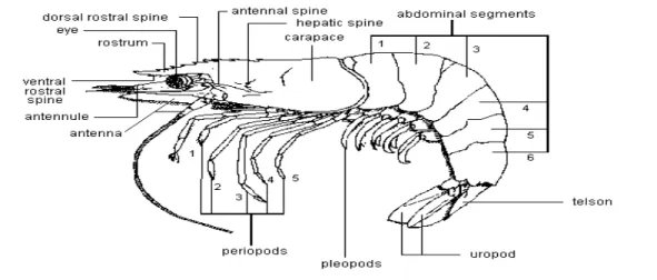 Gambar 1. Anatomi Udang Penaeid 
