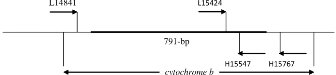 Gambar 1  Posisi dari primer-primer yang digunakan dalam mengamplifikasi gen cytochrome                 b