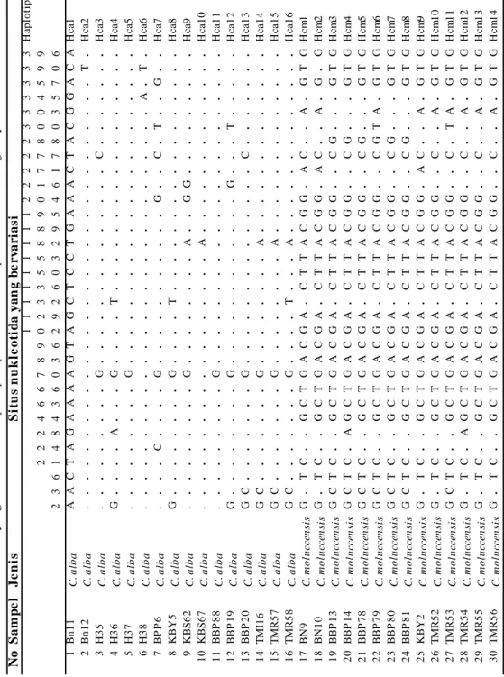 Table  3 : Situs nukleotida yang bervariasi dan tipe haplotipe di dalam 791-bp sekuen DNA dari gen cytochrome b  NoSampelJenisSitus nukleotida yang bervariasi 11111111122222333333Haplotipe 22246678902335588901778004599 23614843603629260329546178035706 1Bn1