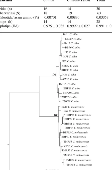 Gambar 2.  Pohon Neighbor-joining (NJ) dari 30 individu C. alba dan C. moluccensis yang dikonstruksi berdasarkan substitusi transisi dan transversi pada 791 bp sekuen DNA gen cytochrome b