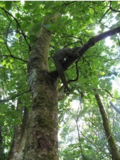 Gambar 2 Aktivitas trenggiling di atas pohon (sumber: http://www.ksda- http://www.ksda-bali.go.id/?p=386)