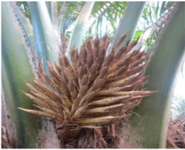 Gambar 1 Perkebunan kelapa sawit Perseroan  Terbatas  Perkebunan  Nusantara  (PTPN)  VIII,  Afdeling  (AFD)  II,  Kebun Cimulang Bogor