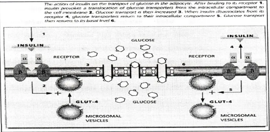 Gambar. 3.  Mekanisme normal dari aksi insulin dalam transport glukosa di  jaringanperifer ( Girard, 1995 )