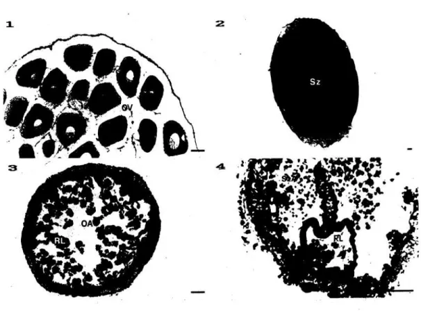 Gambar 5. Struktur matang (T4) dan tabung terserap (T5) Holothuria forskali. 