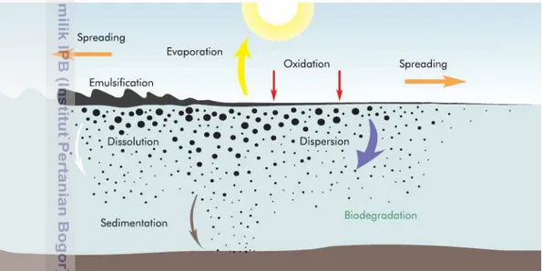Figure 2  Major weathering processes after an oil spills (ITOPF 2009) 