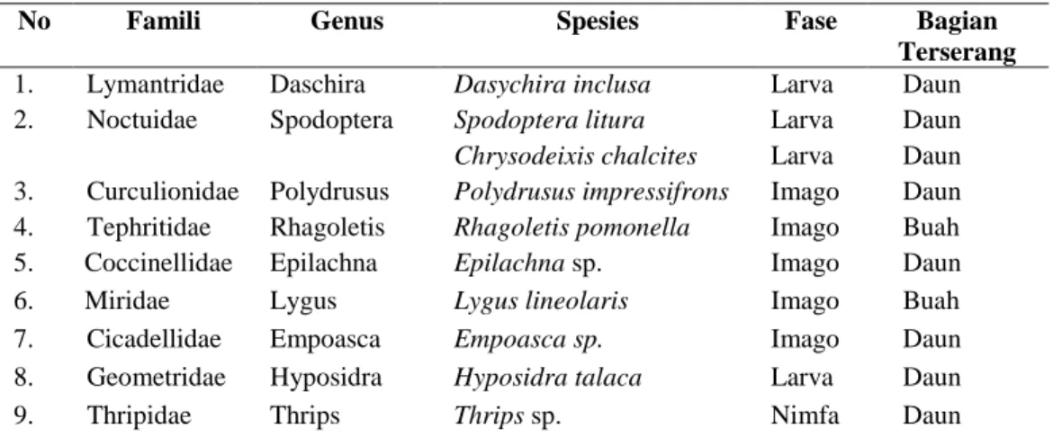 Tabel 1 Serangga Hama yang ditemukan di Daun dan Buah Tanaman Apel Desa Tulungrejo Kecamatan  Bumiaji Kota Batu 
