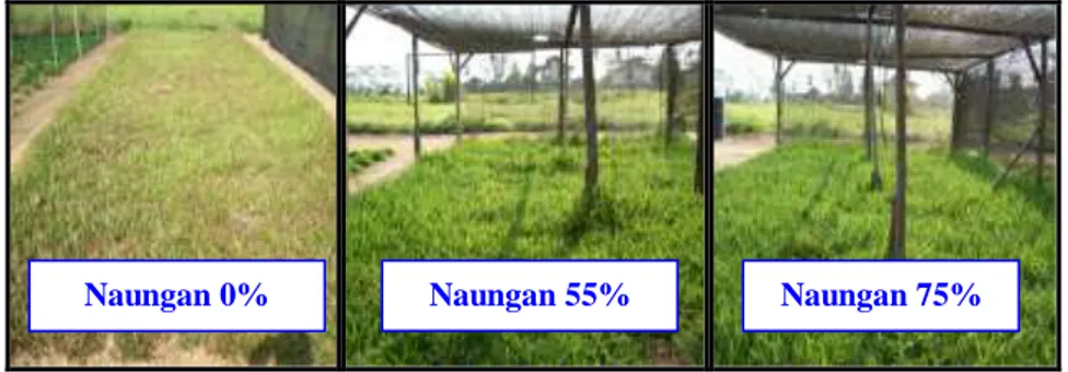 Gambar 1. TPT Stenotaphrum secundatum pada taraf naungan yang                           berbeda di dataran rendah beriklim basah Sei Putih 