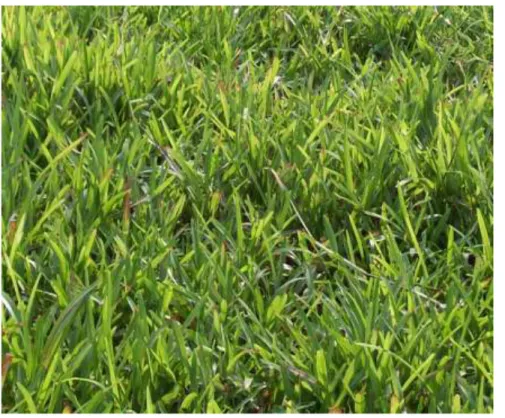 Gambar 3. Rumput Stenotaphrum secundatum pada lahan naungan yang                    siap untuk dipanen/digembalakan ternak 