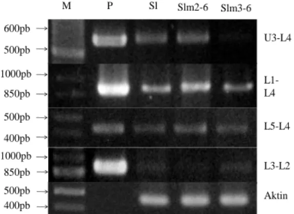 Gambar 2 Ekspresi gen Gα dan aktin generasi M5 pada kandidat mutan  Slm1-5, Slm2-5, Slm3-5,  dan  Slm4-5