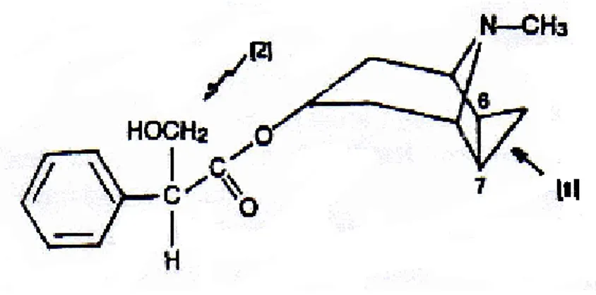 Gambar 2.3. Struktur kimia atropin 21 