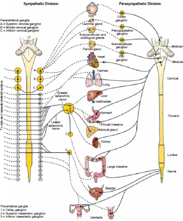 Gambar 2.1. Susunan spesifik organ dari sistem saraf autonom. 14 