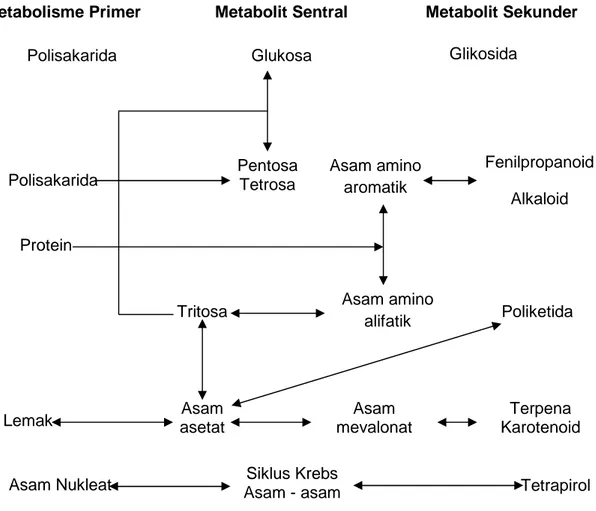 Gambar 8. Hubungan antara metabolit primer dan metabolit sekunder,   (Muhanifa, 2000 dalam Ariani dan Hastuti, 2009) 
