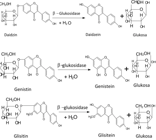 Gambar 13. Reaksi Hidrolisis Glikosida Isoflavon menjadi Aglikon Isoflavon                     