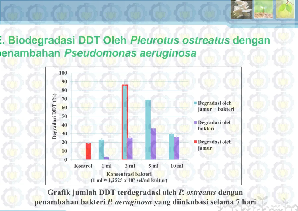 Grafik jumlah DDT terdegradasi oleh P. ostreatus dengan  penambahan bakteri P. aeruginosa yang diinkubasi selama 7 hari 