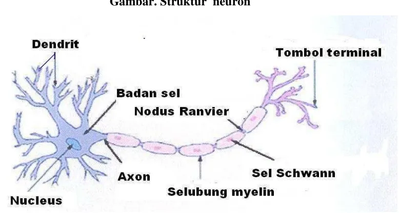 Gambar. Struktur  neuron 