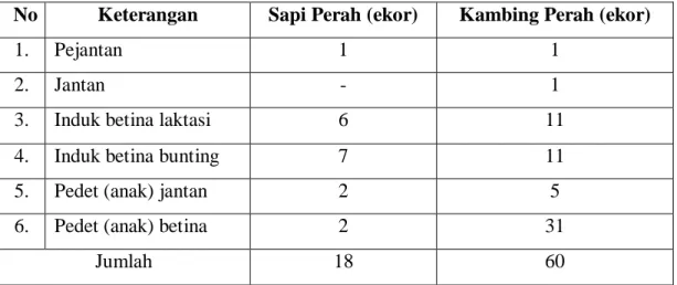 Tabel  13.  Jumlah  Sapi  Perah  dan  Kambing  Perah  Unit  Peternakan  Darul  Fallah  Tahun 2009 