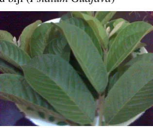 Gambar 13. Daun Jambu biji 