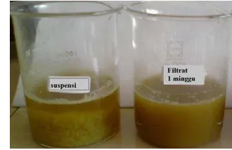 Gambar 3 Larutan suspensi dan filtrat ekstrak air belimbing wuluh 