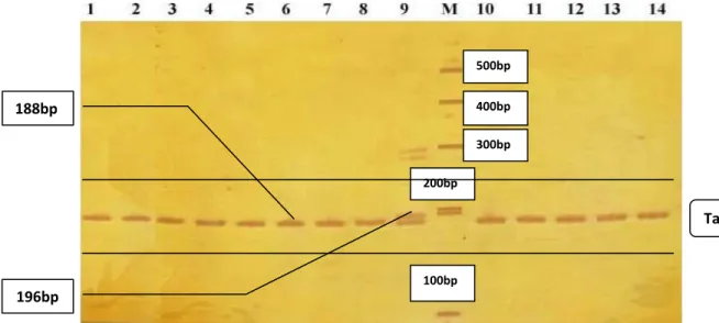Gambar  4.Alel  lokus  D3S1768.Nomor  menyatakan  sampel  (individu),  huruf  M  menyatakan  penanda  (100  base  pairs  ladder)