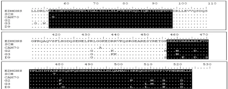 Gambar 3. Epitop Sel T helper pada Protein N. (bayang hitam) (57-98, 457-525).