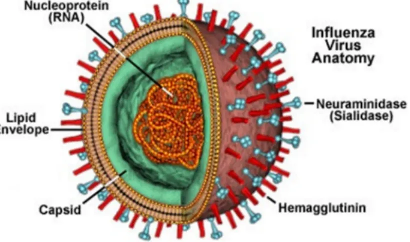 Gambar 1 Virus Avian influenza. 