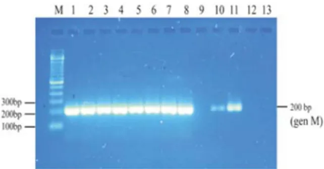Gambar 3.  Hasil amplifikasi gen M (200 bp) 10 sampel dari BBVet Wates dengan metode OneStep Simplex  RT-PCR pada suhu annealing 52 ºC