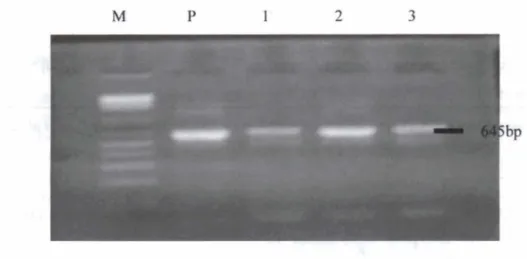 Gambar  2.  E ~ f RT-PCR  o dengan  ~ primer HAOldan HA645  (pduk  645bp). Sumur M:  DNA  hiih  100bp