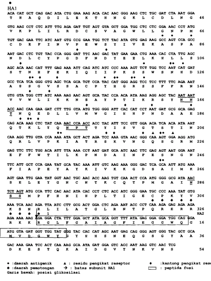 Gambar  5.  Gen penyandi hemaglutinin dan turunan asam aminonya virus isolat Almuscovy ducWCileungsmB5-RS/2006(HSNl) 
