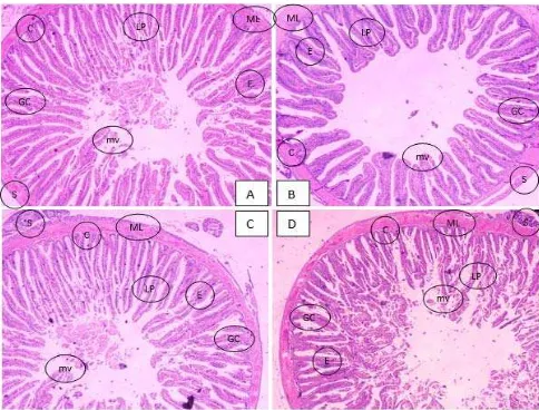 Gambar 1. Histologi irisan melintang organ usus masing-masing perlakuan (A,B,C dan D) 