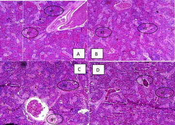 Gambar 2. Histologi irisan melintang organ hati masing-masing perlakuan (A,B,C dan D) pada pembesaran 10x dengan pewarnaan HE (GG: glycogen granules, LV: lipid vacuola) 
